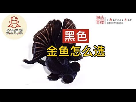 黑色金魚|黑金魚風水：化解厄運